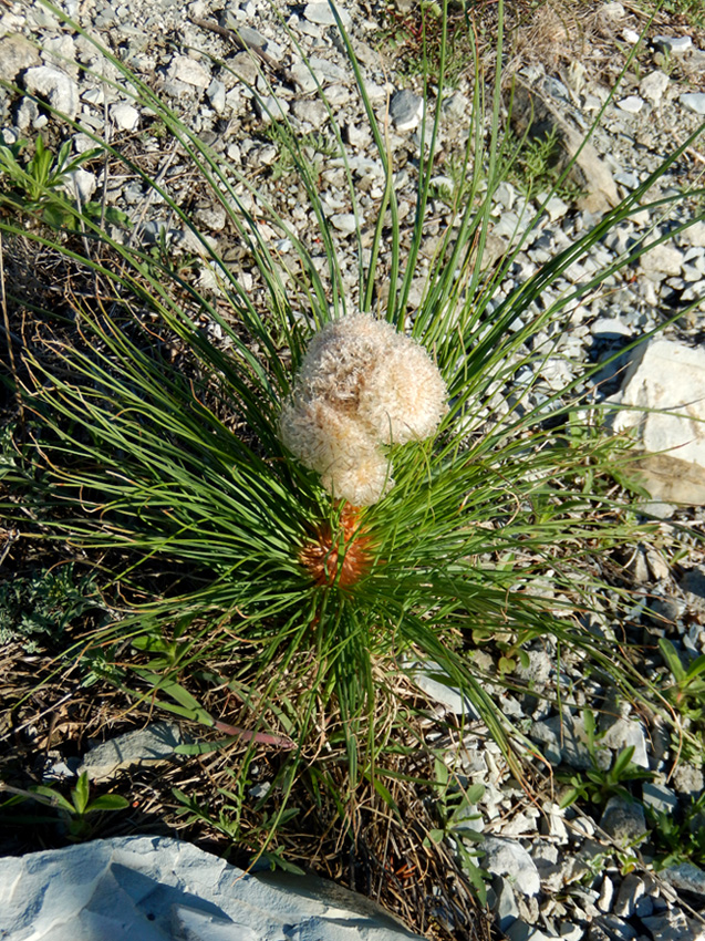 Изображение особи Asphodeline taurica.