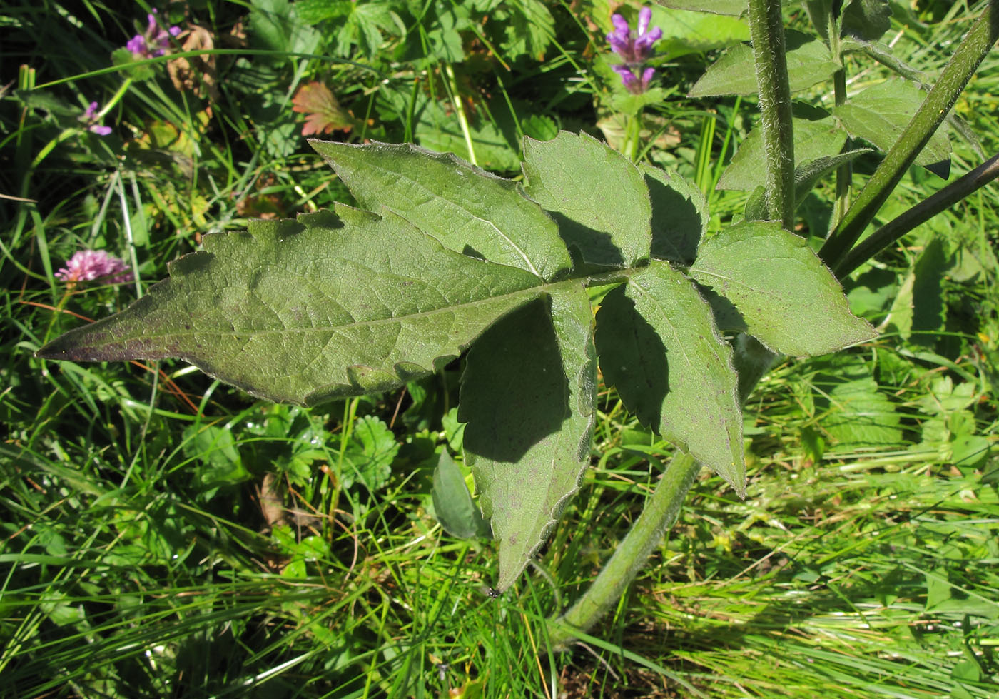 Изображение особи Cephalaria gigantea.