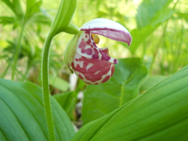 Изображение особи Cypripedium guttatum.