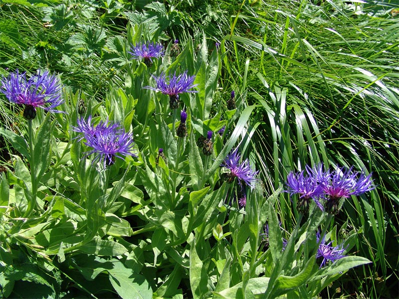 Image of Centaurea nigrofimbria specimen.