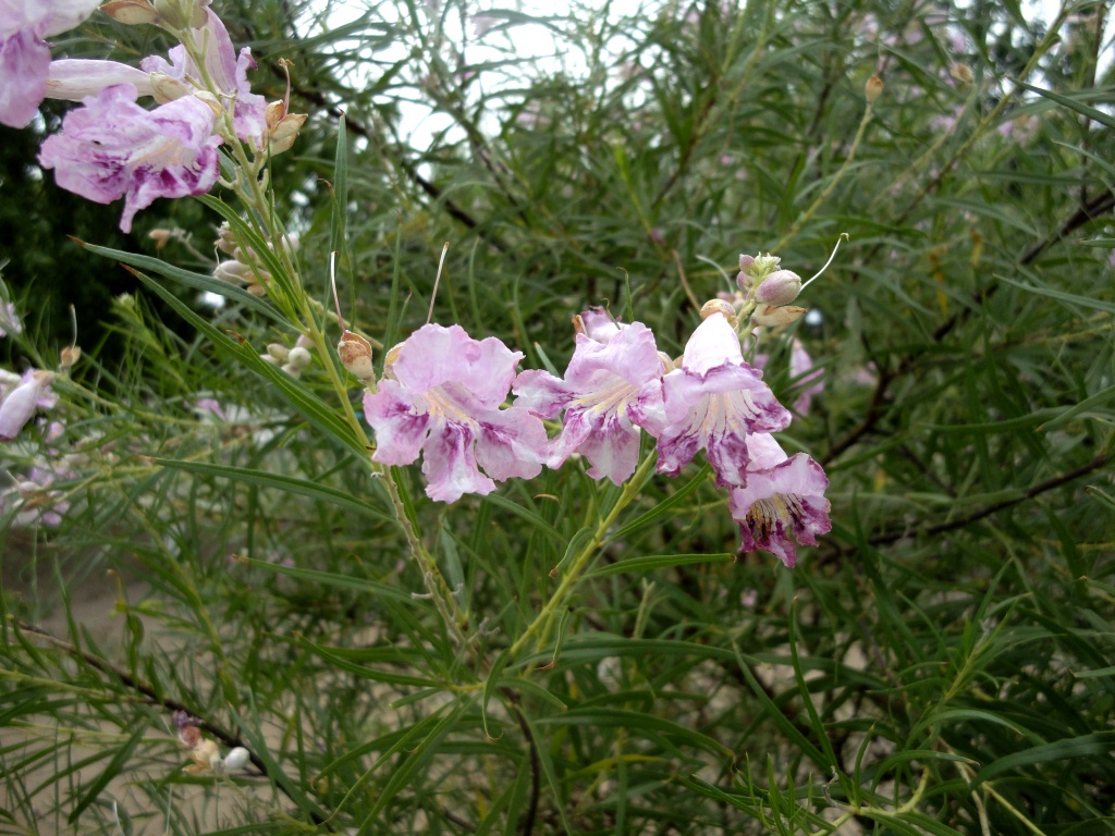 Изображение особи Chilopsis linearis.