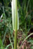 Festuca pratensis. Часть побега с основанием листовой пластинки. Челябинская обл., окр. г. Челябинск, Золотая горка, разнотравная поляна в берёзовом лесу. 30.06.2014.
