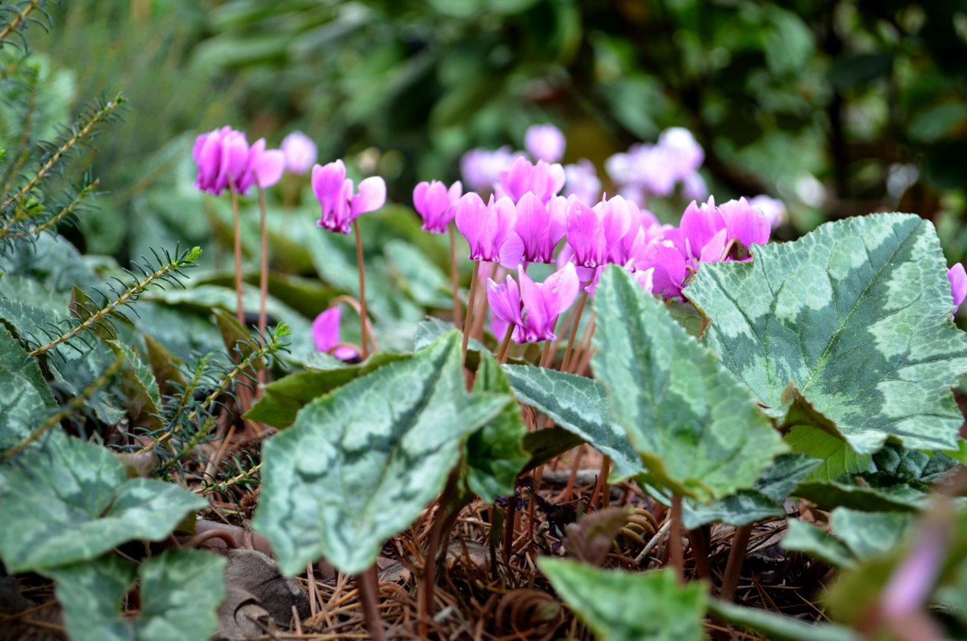 Image of Cyclamen hederifolium specimen.