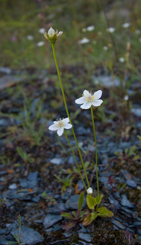 Изображение особи Parnassia palustris.