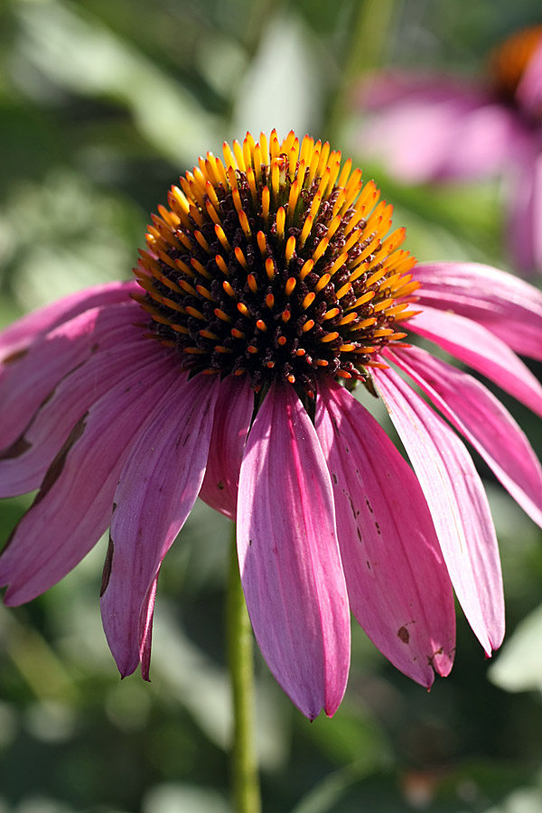 Изображение особи Echinacea purpurea.