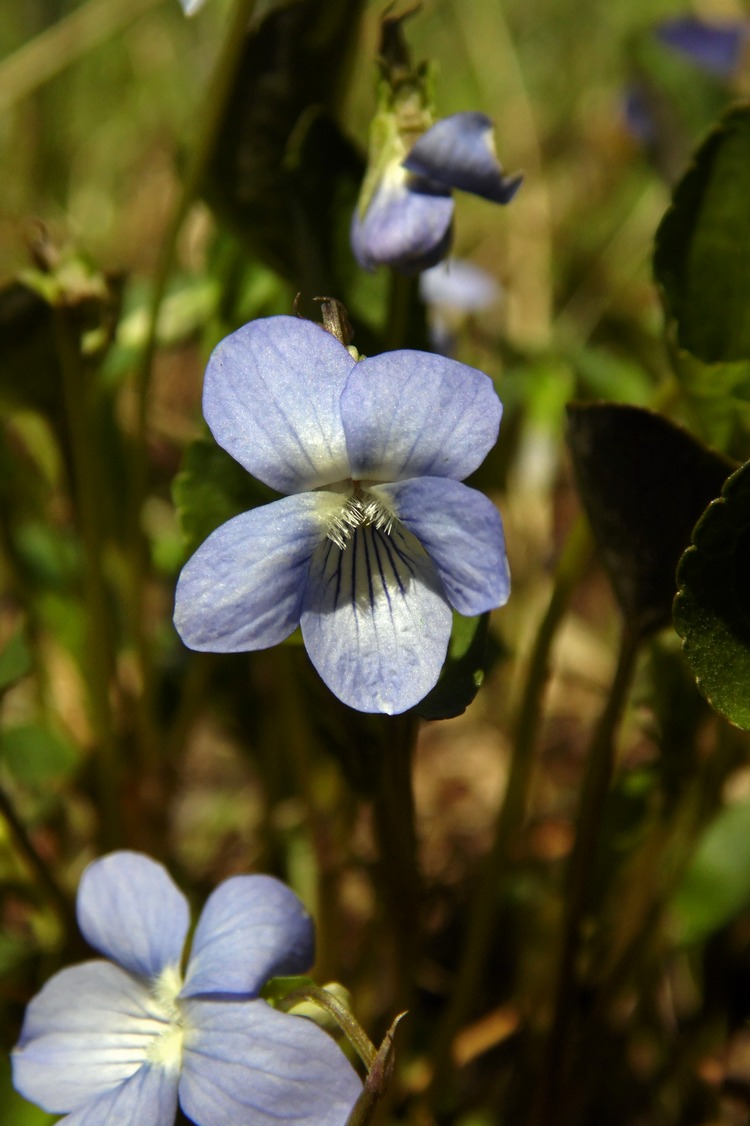 Изображение особи Viola riviniana.