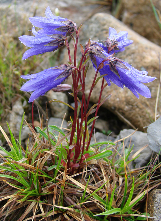 Изображение особи Campanula dasyantha.