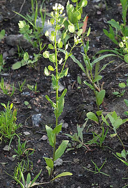 Image of Thlaspi arvense specimen.