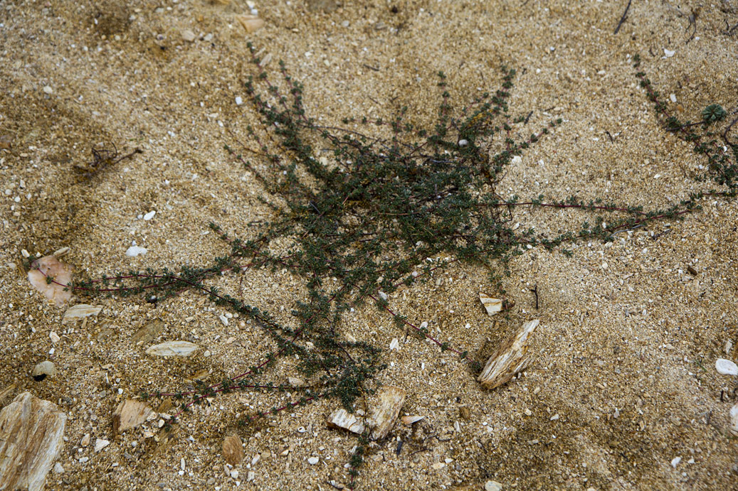 Image of Frankenia hirsuta specimen.