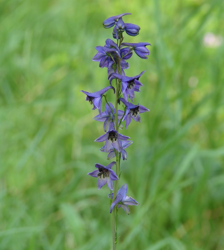 Image of Delphinium crassifolium specimen.