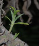 Echium acanthocarpum