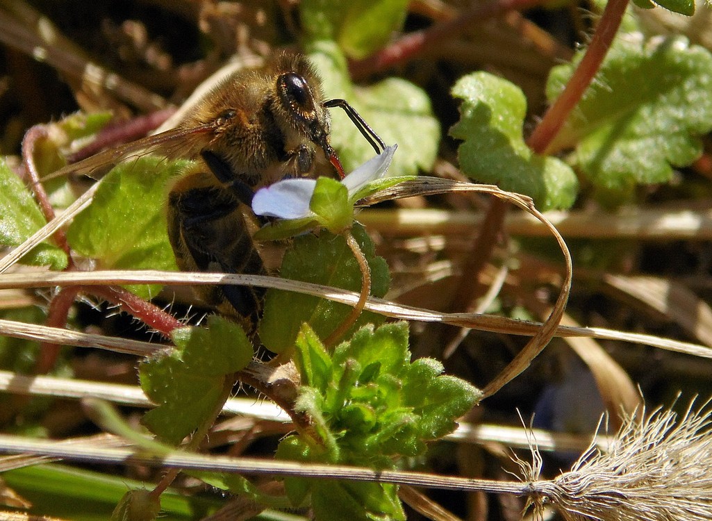 Image of Veronica persica specimen.