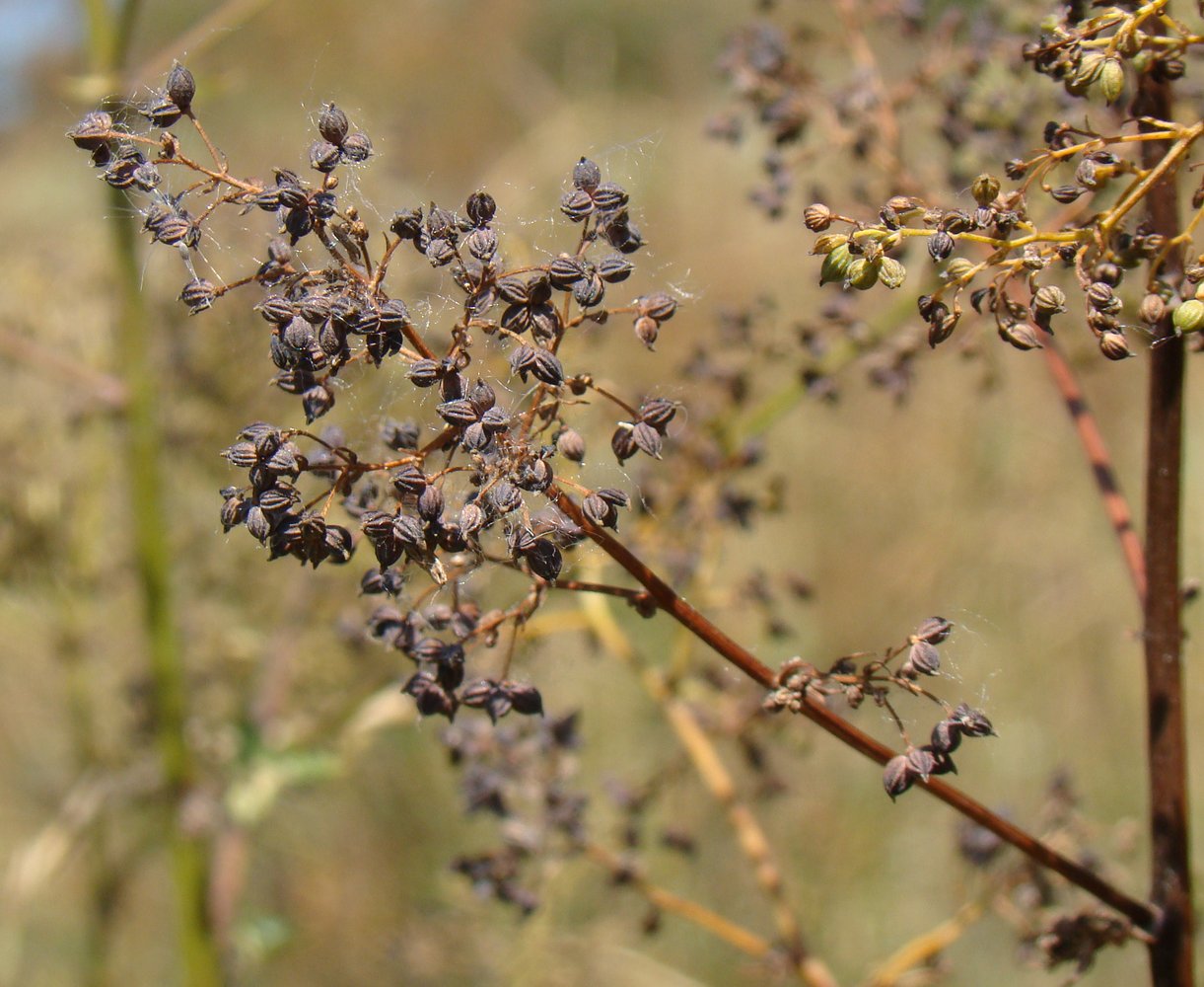 Image of Thalictrum minus specimen.