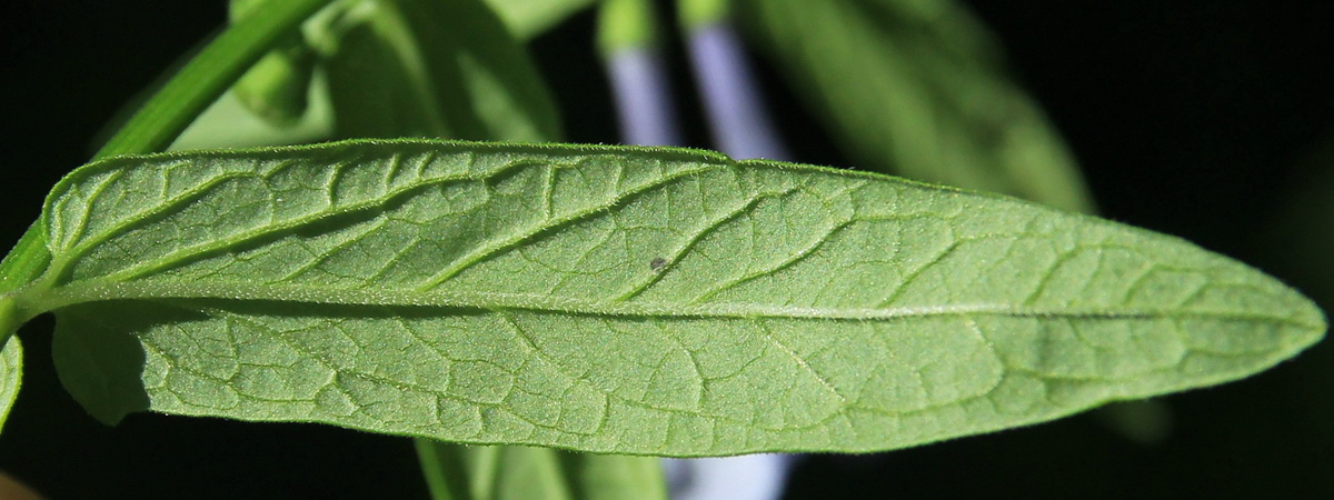 Изображение особи Scutellaria ochotensis.