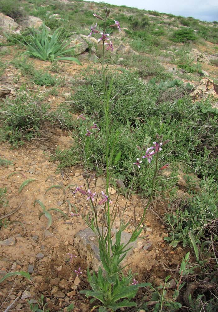 Image of Parrya khorasanica specimen.