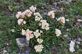 Rhododendron caucasicum. Цветущее растение. Кабардино-Балкария, Черекский р-н, верховья Черека Балкарского, правый борт долины, занятой ледником Агаштан в р-не вершины Левхановцек (2854), альпийская растительность. 27.07.2013.