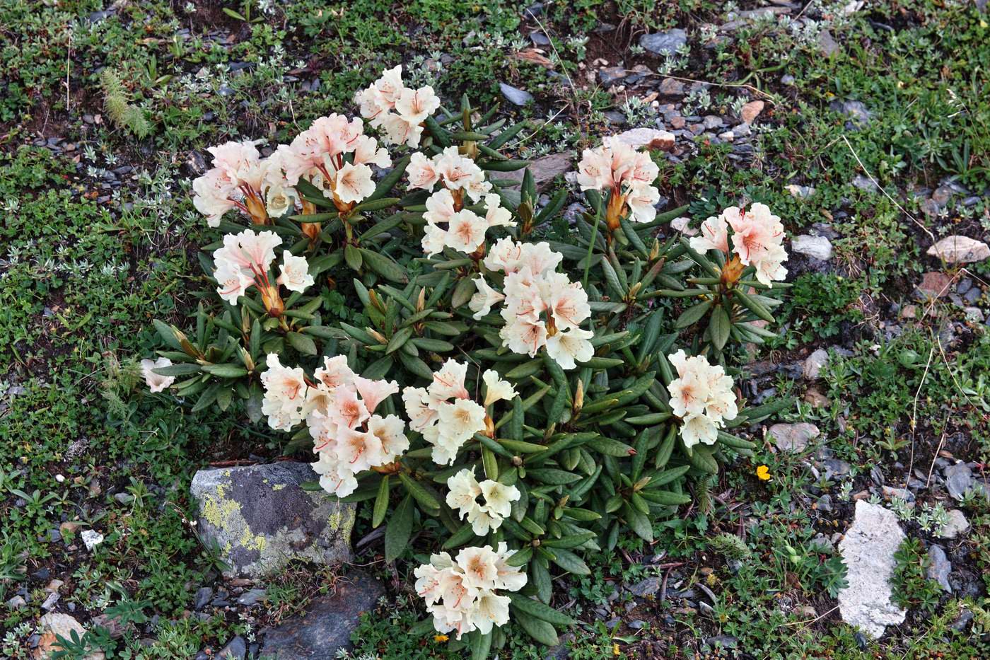 Image of Rhododendron caucasicum specimen.