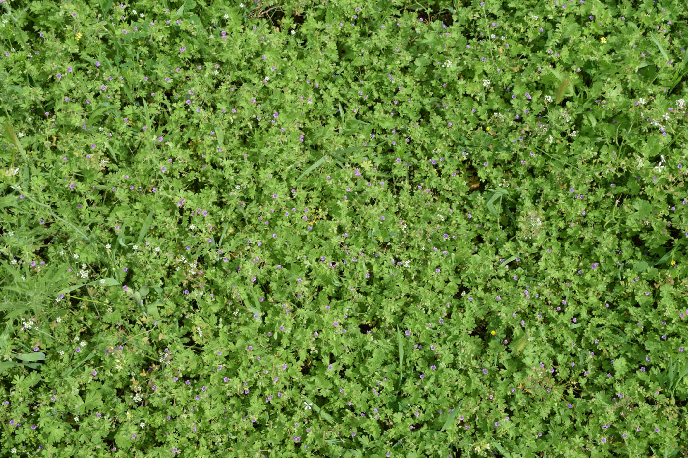 Image of Geranium pusillum specimen.