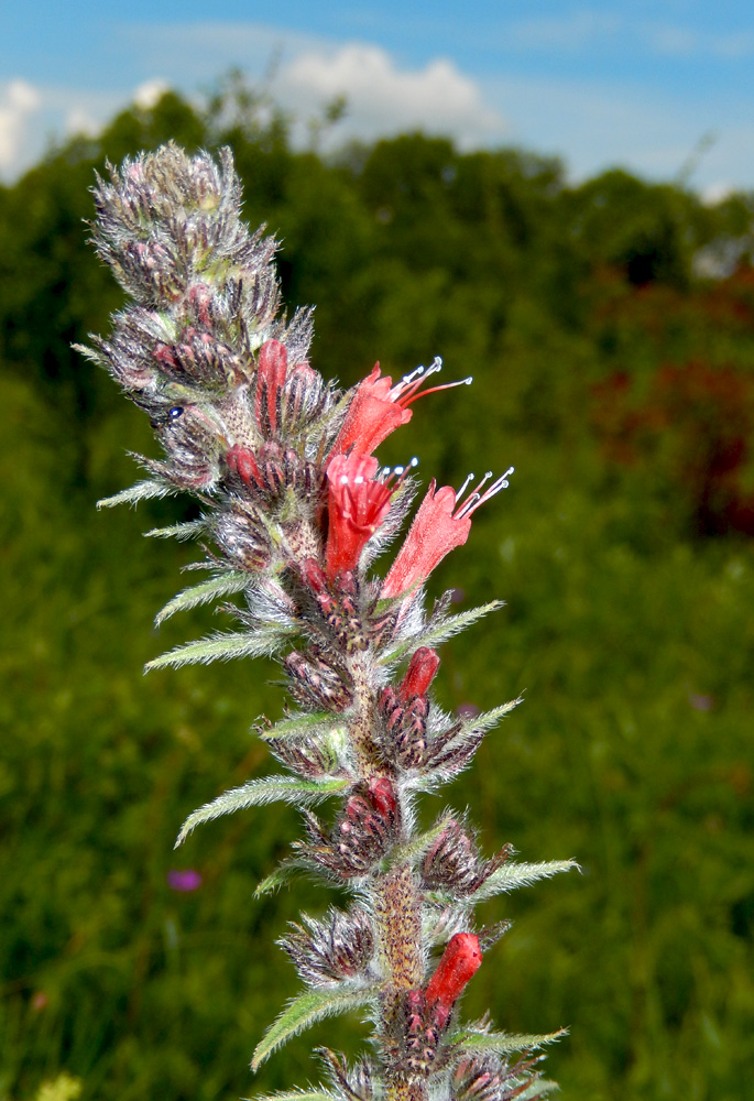 Image of Echium russicum specimen.