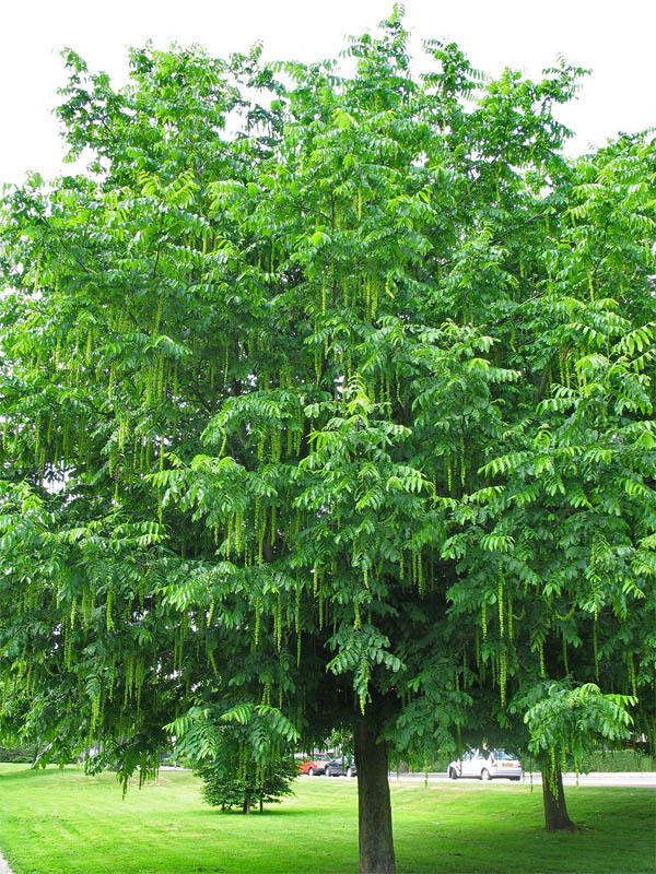 Image of Pterocarya fraxinifolia specimen.