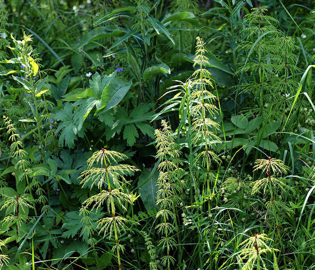 Изображение особи Equisetum sylvaticum.