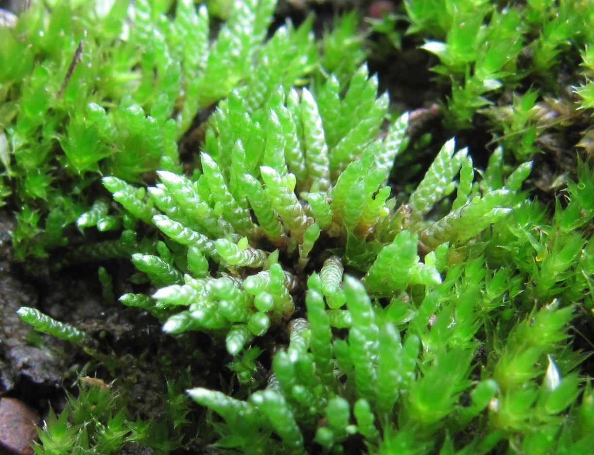 Изображение особи Bryum argenteum.