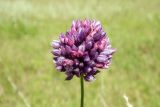 Allium rotundum