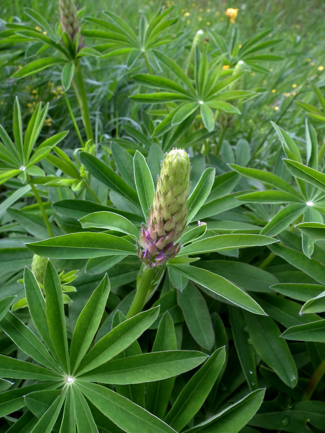 Image of Lupinus polyphyllus specimen.