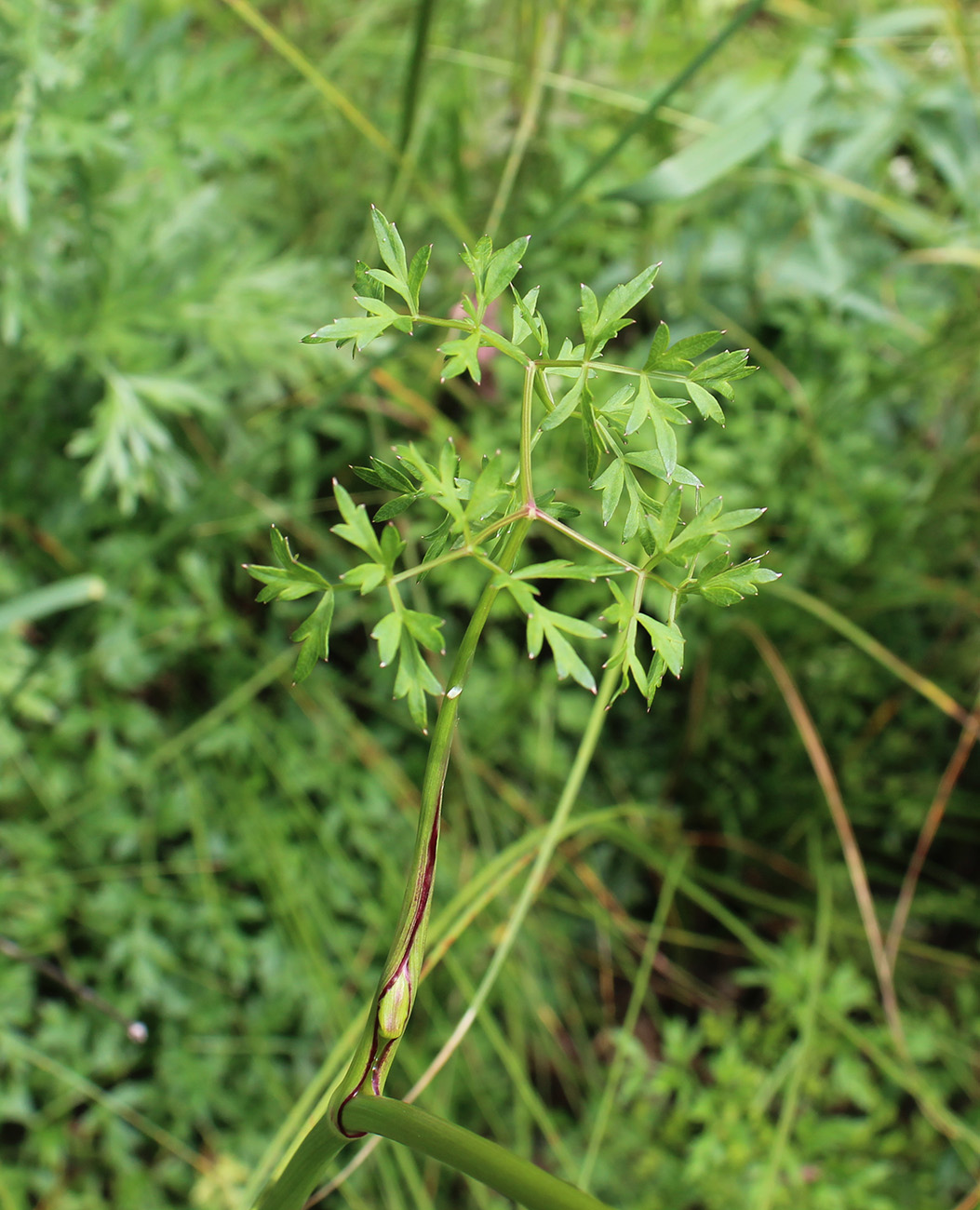 Изображение особи Peucedanum oreoselinum.