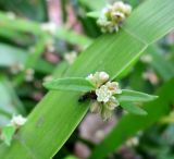 Homalocladium platycladum