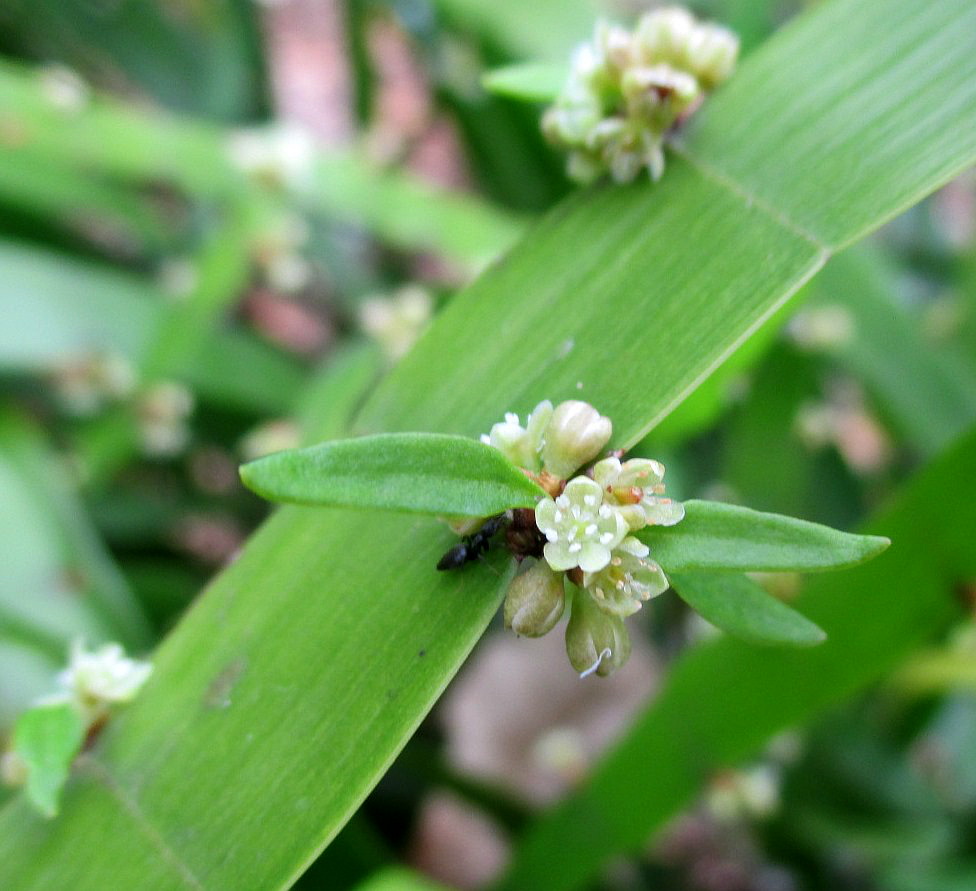 Изображение особи Homalocladium platycladum.