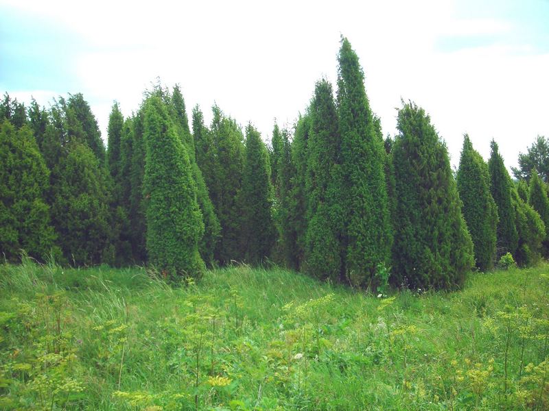 Изображение особи Juniperus communis.