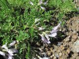 Astragalus levieri