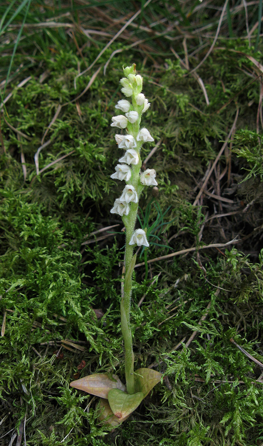 Image of Goodyera repens specimen.