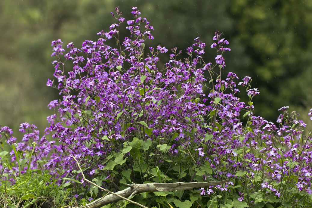 Изображение особи Lunaria annua.