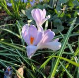 Crocus vernus. Цветущие растения в закатном освещении. Москва, филиал Ботсада МГУ \"Аптекарский огород\", центральный партер. 11.04.2015.