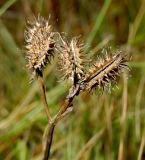 Orlaya daucoides