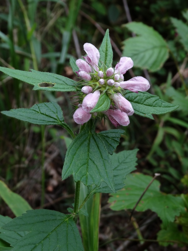 Изображение особи Leonurus macranthus.