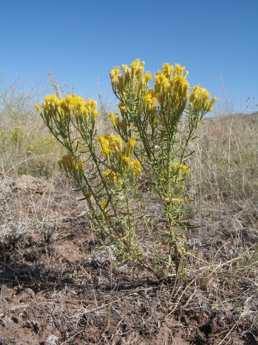 Image of Galatella tatarica specimen.