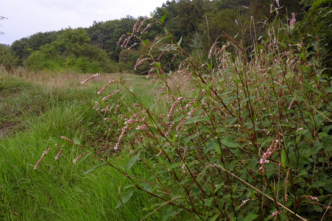 Image of Persicaria lapathifolia specimen.