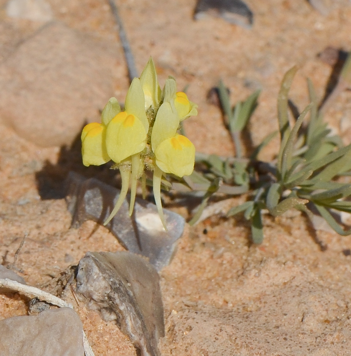 Image of Linaria haelava specimen.