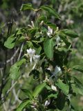 Lonicera nummulariifolia. Ветвь с цветками. Казахстан, Тянь-Шань, хр. Таласский, зап. Аксу-Джабаглы, ущ. Кши-Каинды. 22.05.2016.