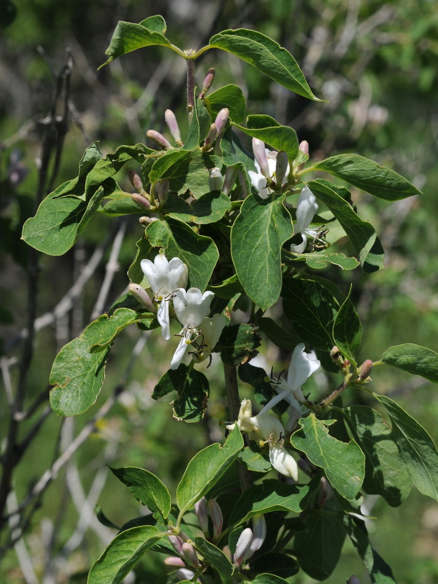 Image of Lonicera nummulariifolia specimen.