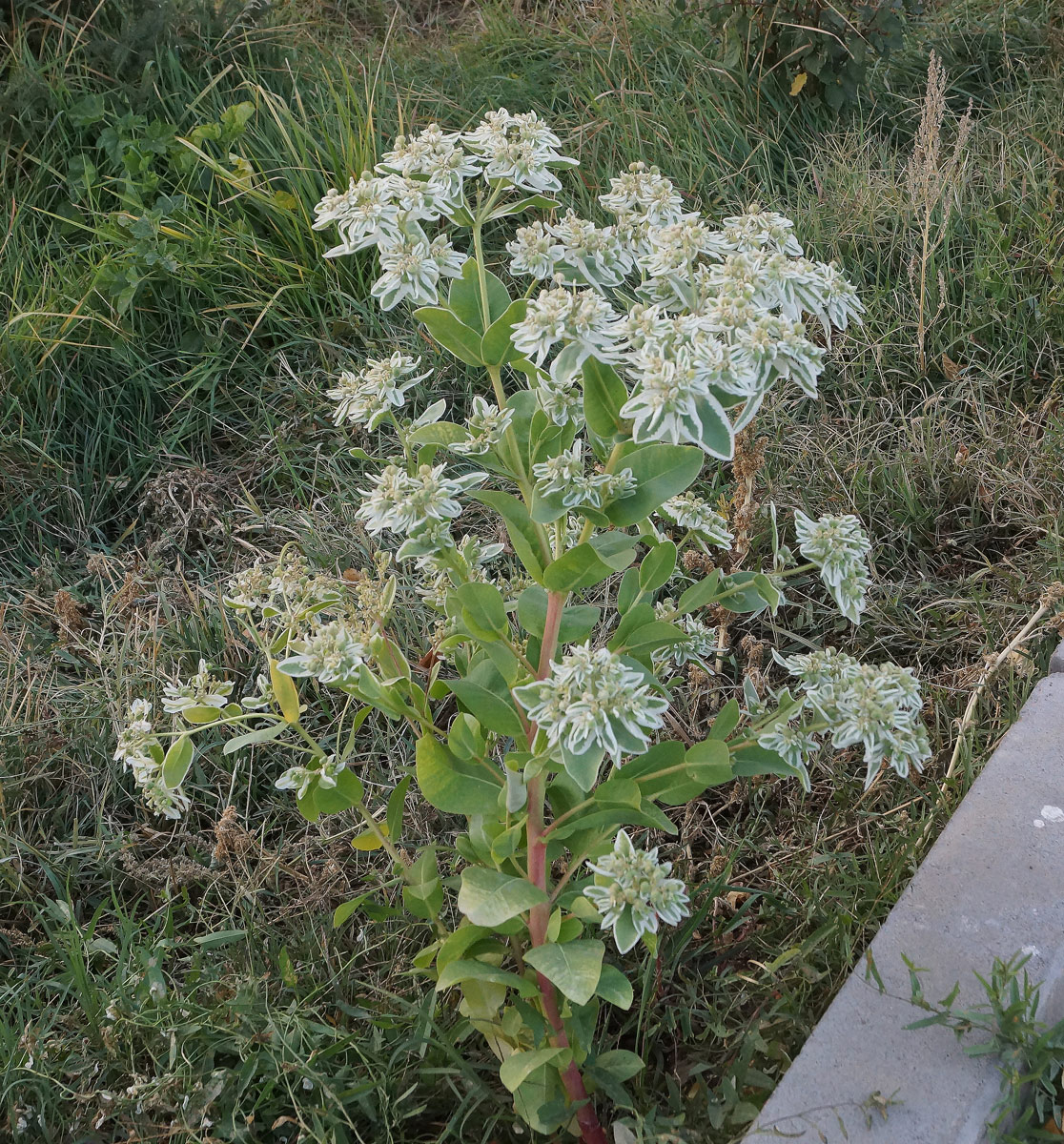 Image of Euphorbia marginata specimen.