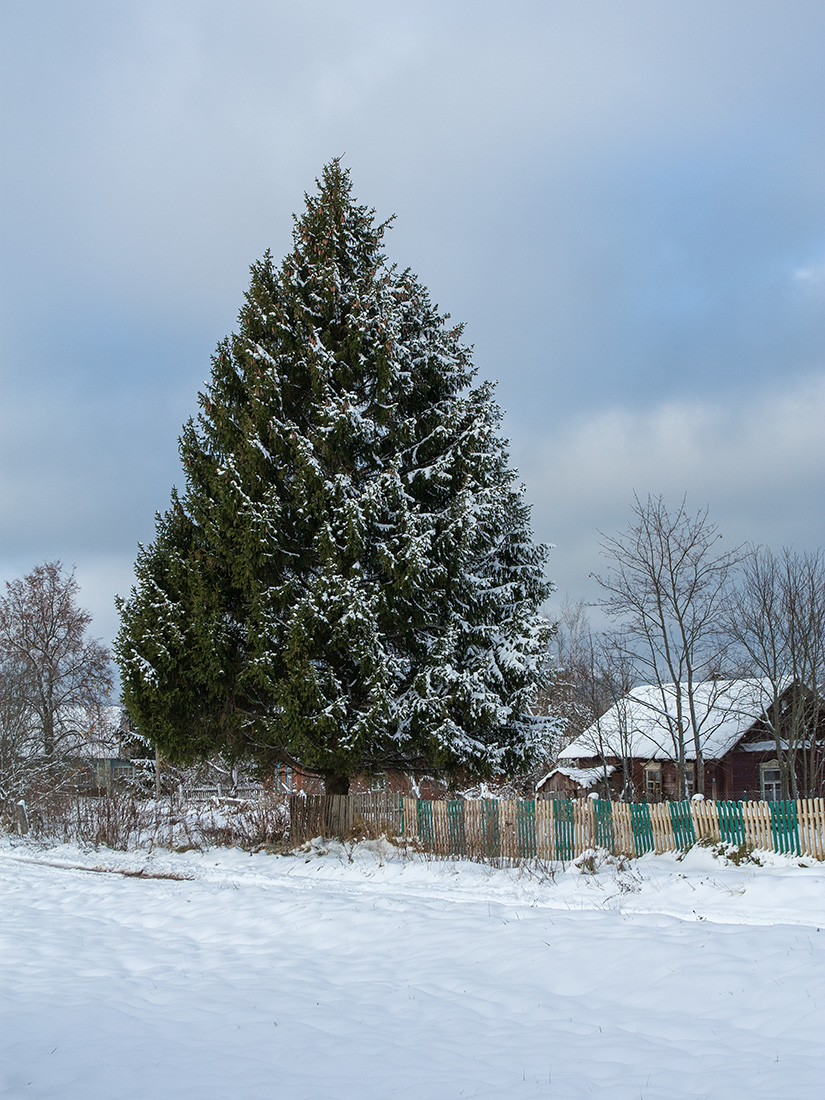 Image of Picea abies specimen.