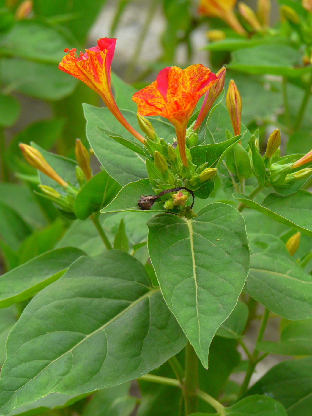 Изображение особи Mirabilis jalapa.