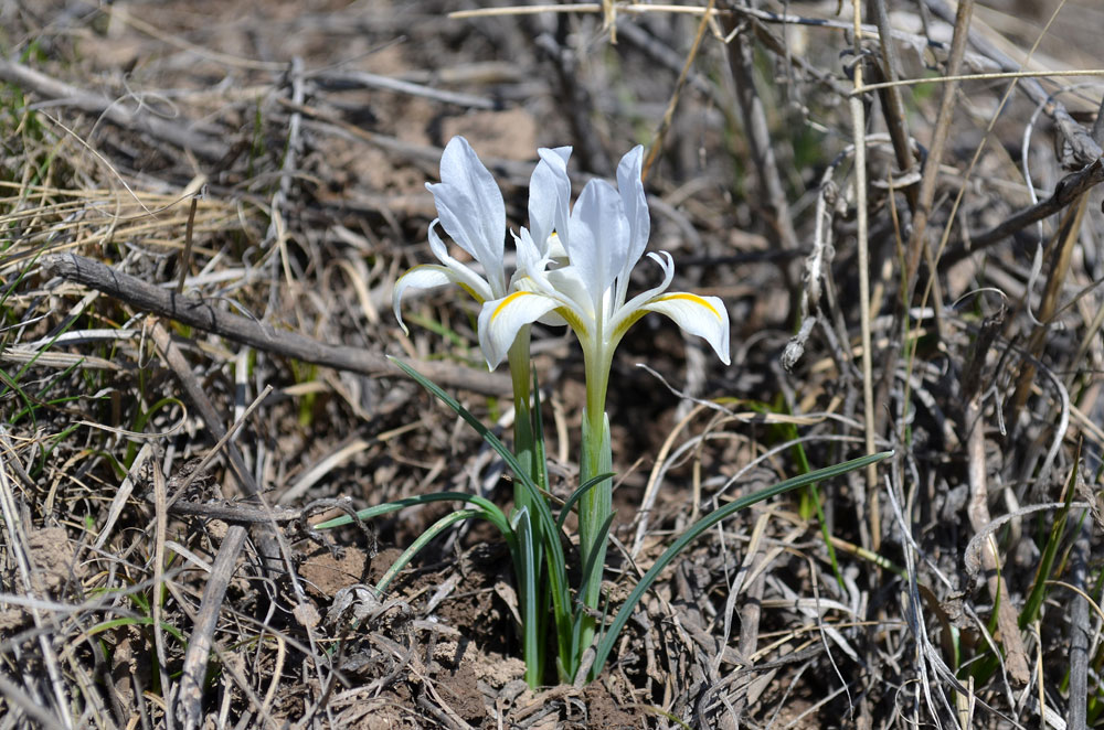 Изображение особи Iridodictyum kolpakowskianum.