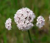 Valeriana alternifolia