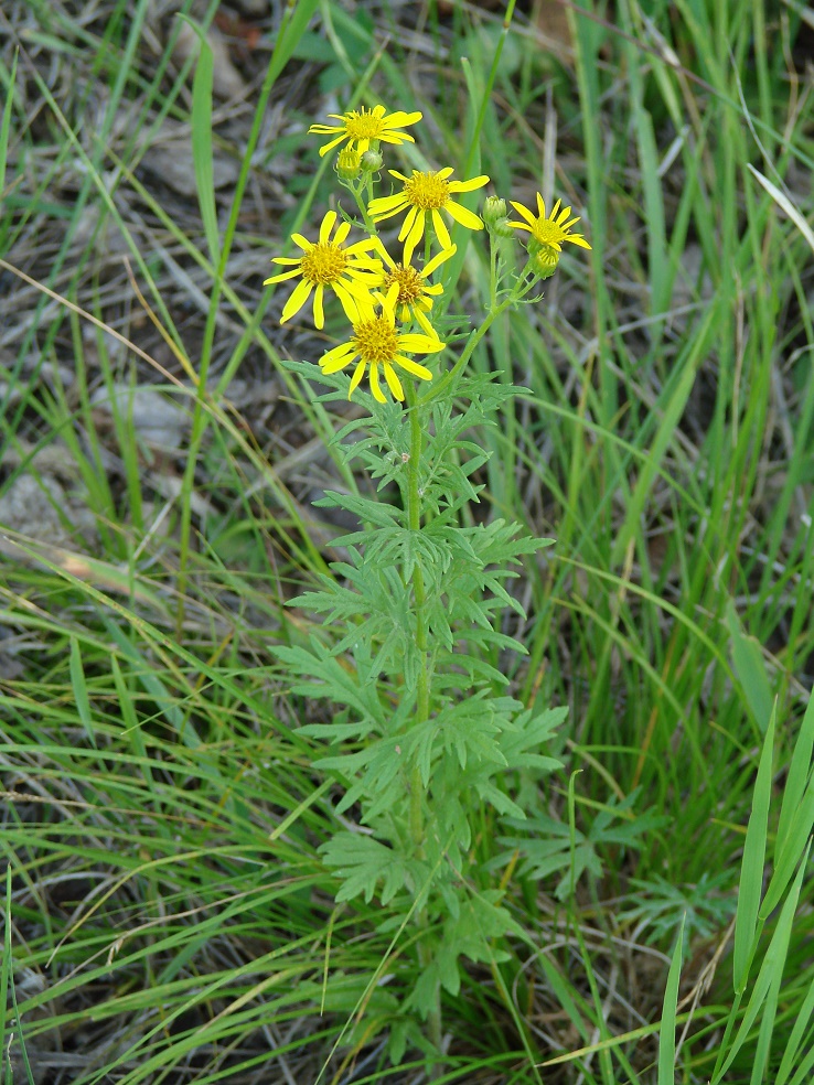 Image of Senecio erucifolius specimen.