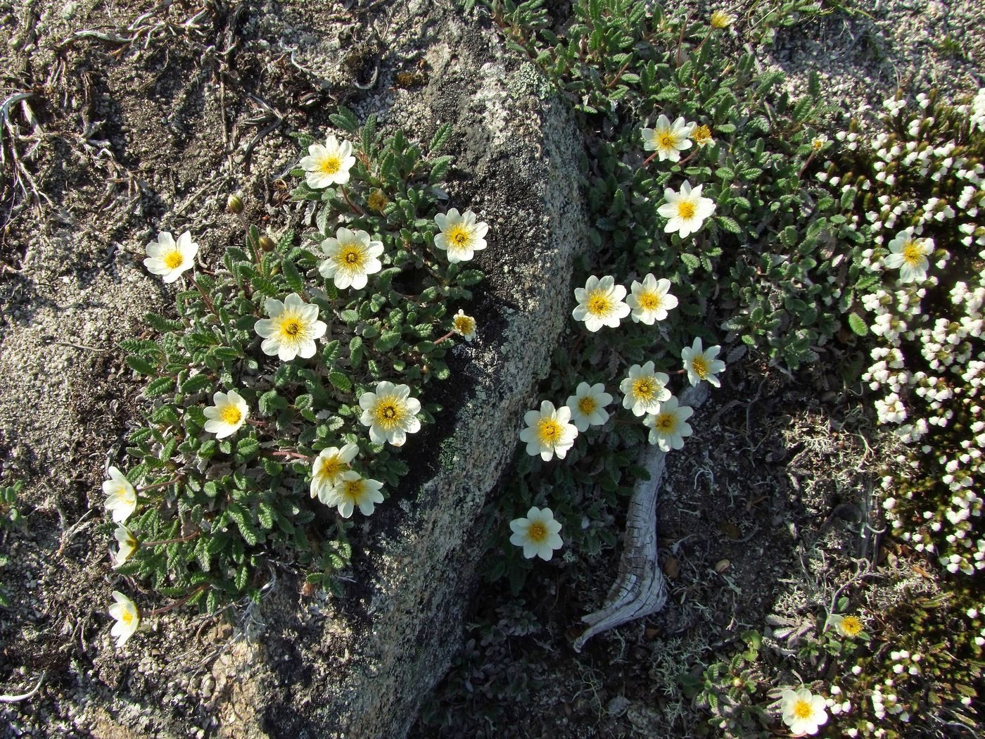 Image of Dryas ajanensis specimen.